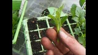 How To Grow Dahlias Taking Dahlia Cuttings [upl. by Lydie]