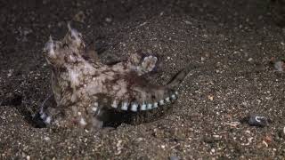 MimicOctopusshorts CamouflageSecretsChromatophoresMarineAdaptationOceanScience [upl. by Anora165]