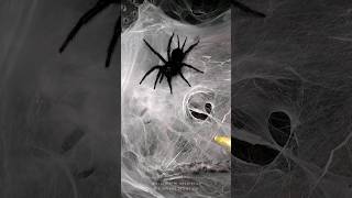 Taiwanese funnel web spider  Macrothele holsti spider spiderweb tarantulafeeding wildlife [upl. by Ailhad]