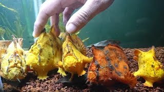 Ikan kodok frogfish antennarius biocellatus angler fish brackish [upl. by Vizzone]