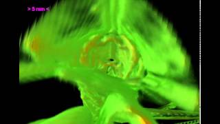 MicroCT of Praying Mantis with Diffuse Lighting [upl. by Ethe]