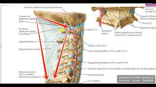 Nuchal ligament [upl. by Ahsiema]