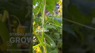 Growing cucumbers on a string trellis [upl. by Brass]