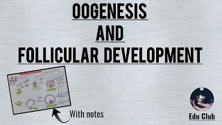 Oogenesis And Follicular Development  Reproductive Physiology [upl. by Are522]