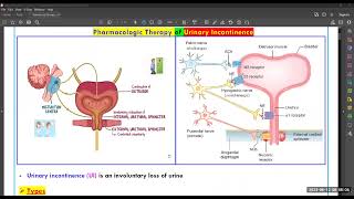 Treatment of Urinary incontinence Dr Elsayed Abdelhadi 2023 [upl. by Uahc]