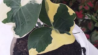 ALOCASIA MARIPOSA Xanthosoma Variegata y sus cuidadoseloasisdesonia [upl. by Allehc]