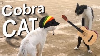 COBRA CAT  PAROLE DE CHAT [upl. by Purdum486]