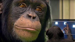 Chimp vs Human  Memory Test  BBC Earth [upl. by Leitao]