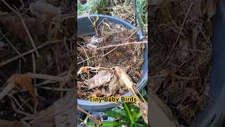 Can You See the Secret Bird Nest Update shorts birds garden short youtubeshorts viral [upl. by Roose]