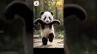 😜 cute funny panda dance shorts cute panda dance [upl. by Naillimixam]