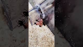 Mes fourmis sont pressées  Lasius emarginatus [upl. by Lairbag]