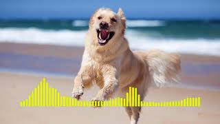 Dog Barking  Ringtone short [upl. by Yewed]