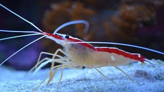 Cleaner Shrimp in an Aquarium [upl. by Lovell235]