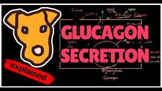 Mechanism of Glucagon Secretion Physiology Pathology [upl. by Ramedlaw514]