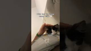 Cats amp Islam🐈☪️🤍 cats islamiccontent muslim youtubeshorts kittten sleeping catsinislam fypシ [upl. by Issiah]