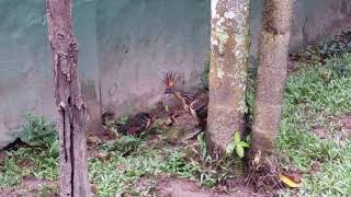 A wild Hoatzin on zoo grounds [upl. by Allistir]