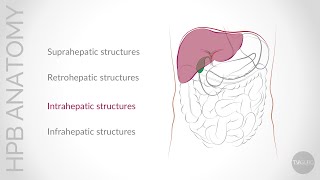 Update on Conventional HepatoPancreatoBiliary HPB Anatomy Intrahepatic anatomy [upl. by Whang]