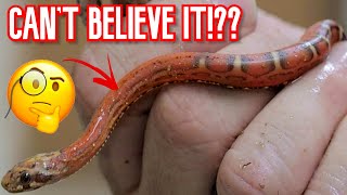 YOU WONT BELIEVE THE MYSTERY BABY SCALELESS SNAKES HATCHED  BRIAN BARCZYK [upl. by Notnef]