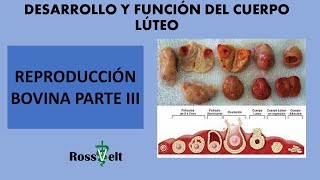 Desarrollo del cuerpo lúteo y regresión curso de reproducción bovina [upl. by Eloken296]