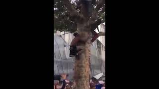 Célébration Coupe du monde 2018  Il saute dun arbre Paris  ChampsÉlysées [upl. by Ennovaj]