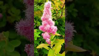 💮MEADOWSWEET💮spiraea salicifolia [upl. by Layap]