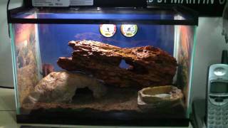 Learn How to House a Tarantula HD [upl. by Aihseyn]