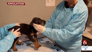 Local Veterinarian Talks About Signs Of Parvovirus In Dogs [upl. by Anura]