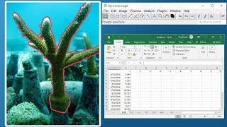 Using ImageJ to measure coral growth [upl. by Almita]