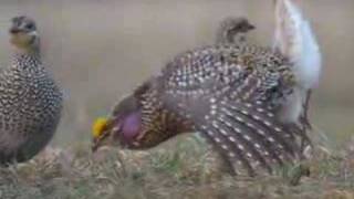 Sharptail Grouse Dancing [upl. by Enoed]