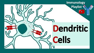 Dendritic cells  professional antigen presenter  Antigen presenting cell  Role of dendritic cells [upl. by Moulton420]