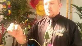 How to Cut Back your Orchid after flowering with Ian at Bents Garden amp Home [upl. by Merkle]