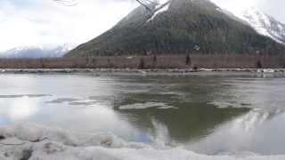 Skeena River feast Seagulls and Bald Eagles fishing for Hooligans HD 1080p [upl. by Dlaregztif]