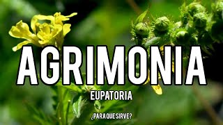 Plantas que curan LA AGRIMONIA Eupatoria Usos y Propiedades Medicinales de la Fascinante planta [upl. by Nereen]