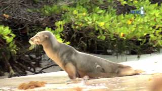 Islas Galápagos es la joya natural que el Ecuador conserva para el mundo [upl. by Nhojleahcim666]