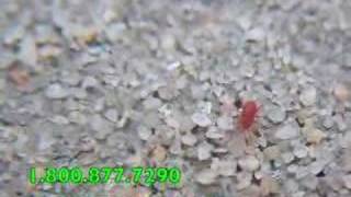 Red Spider Mite or Clover Mite up close [upl. by Kcirrej310]