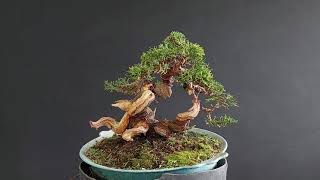 Juniperus Itoigawa Bonsai stage1 How to make Bonsai [upl. by Cote]