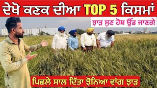 Top 5 wheat varieties 2024  ਪਿਛਲੇ ਸਾਲ ਦਿੱਤਾ ਝੋਨਿਆ ਵਾਂਗ ਝਾੜ [upl. by Geddes835]