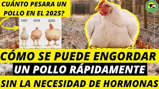 Cómo Se Puede ENGORDAR Un POLLO RÁPIDAMENTE Sin La Necesidad De HORMONASPasionPecuariaRD [upl. by Cullan795]