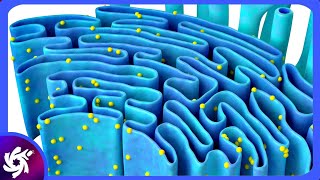 Endoplasmic Reticulum in 3 Minutes  Structure and functions [upl. by Giuditta]