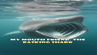 Wide MOUTH shark  Basking shark facts [upl. by Thetos336]