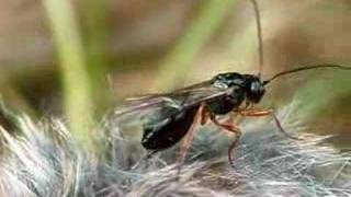 Parasite wasp Braconidae [upl. by Zachary]