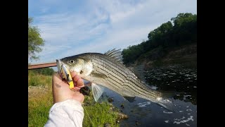 THE KANSAS ANGLER STRIPED BASS ACTION ON BOBBER NIGHTCRAWER WORM [upl. by Aek]