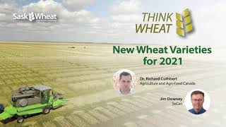 Think Wheat  New Wheat Varieties for 2021 [upl. by Craner409]