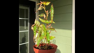 Begonia Amphioxus Propagating [upl. by Lamar]