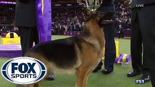 German Shepherd Rumor wins Best in Show  Westminster Dog Show 2017  FOX SPORTS [upl. by Sara905]