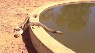 Inland Taipan Oxyuranus microlepidotus having a drink [upl. by Yi186]