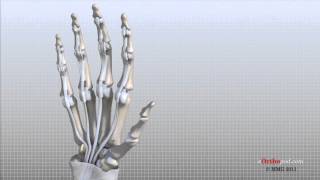 Hand Anatomy Animated Tutorial [upl. by Nonad412]