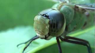 Common Green Darner Dragonfly Aeshnidae Anax junius Female Closeup [upl. by Thay245]