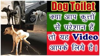 Dog Toilet  Dog pee  Dog Piss  Dog Pissing  Dogs Toilet Behavior  kutte ka Toilet  quiz  gk [upl. by Mairim]