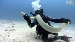 Diver Catches Venomous Sea Snake [upl. by Nyltiak]